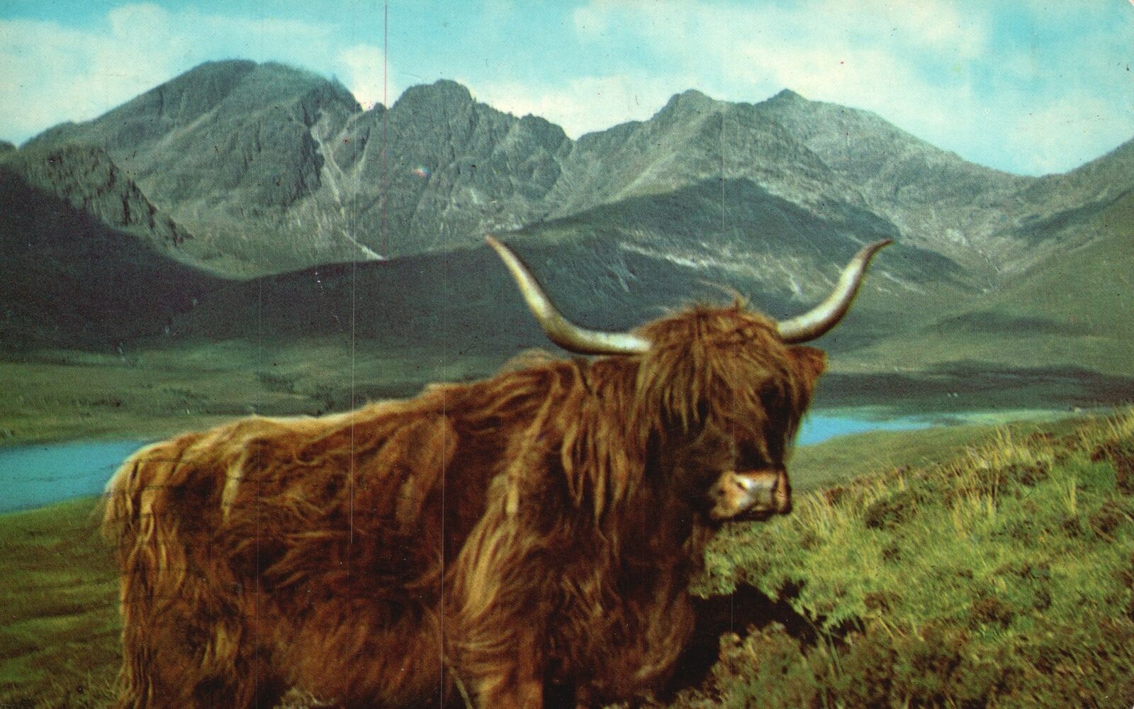 Vintage Postcard A Highland Rover Wild Animal Mountain Forest View