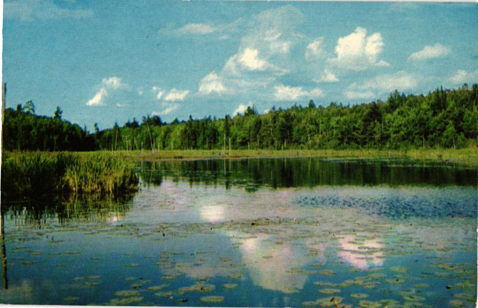 Postcard Northwoods View in Natural Color