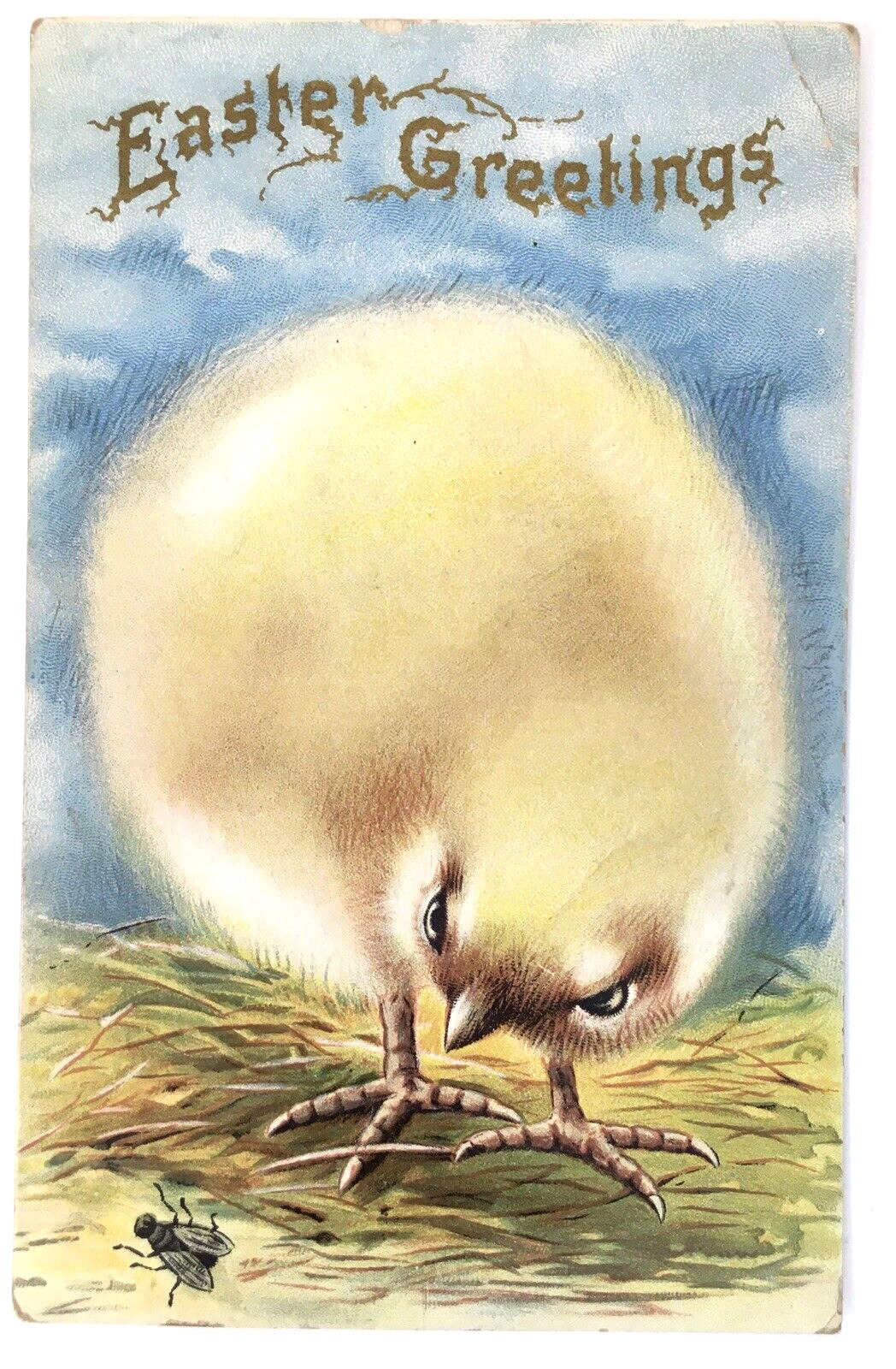 Antique Easter greeting PC Huge Fluffy Yellow Baby Chick looking at Fly Embossed