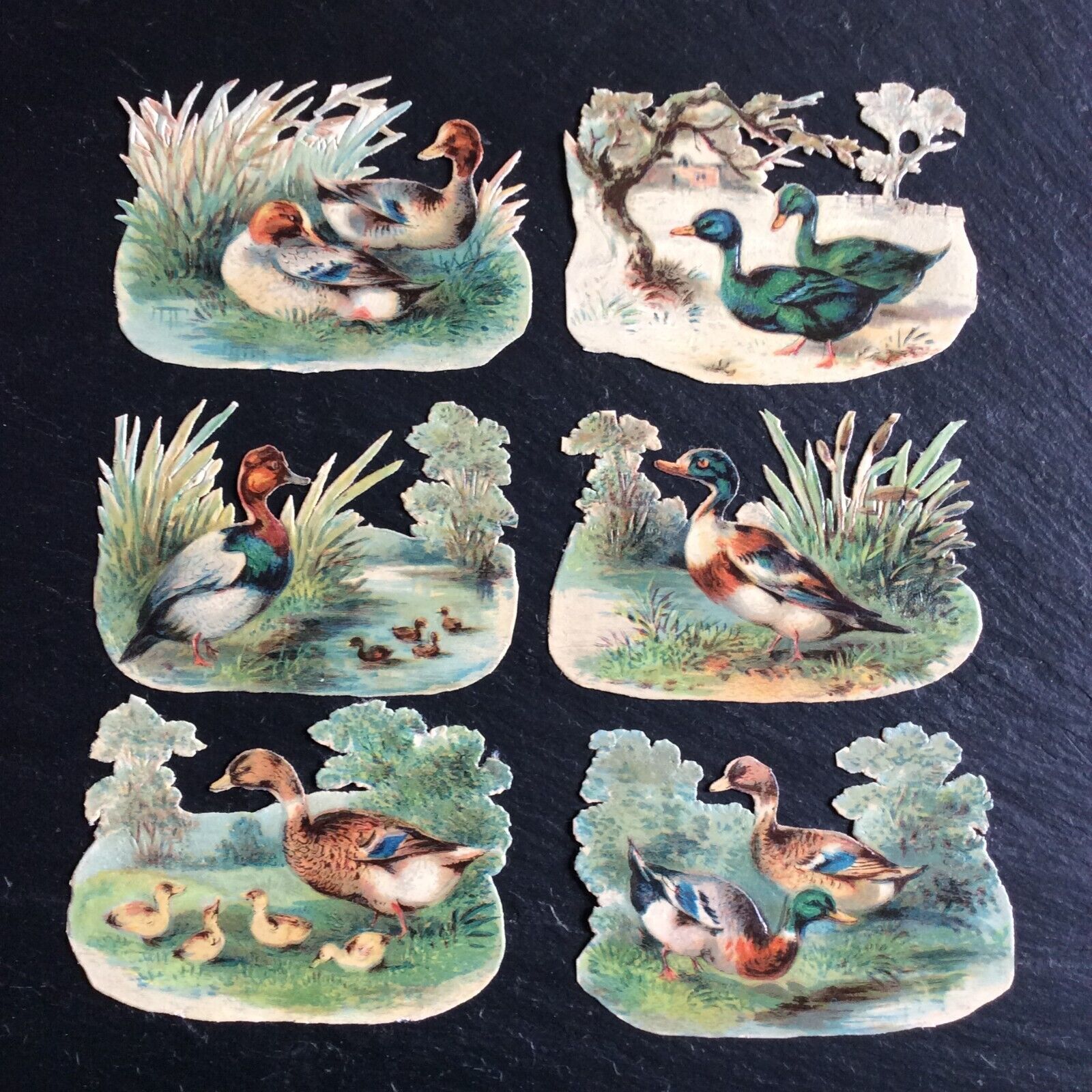 Antique Chromos Lot of 6 Duck Cutouts Victorian Scrap 1900