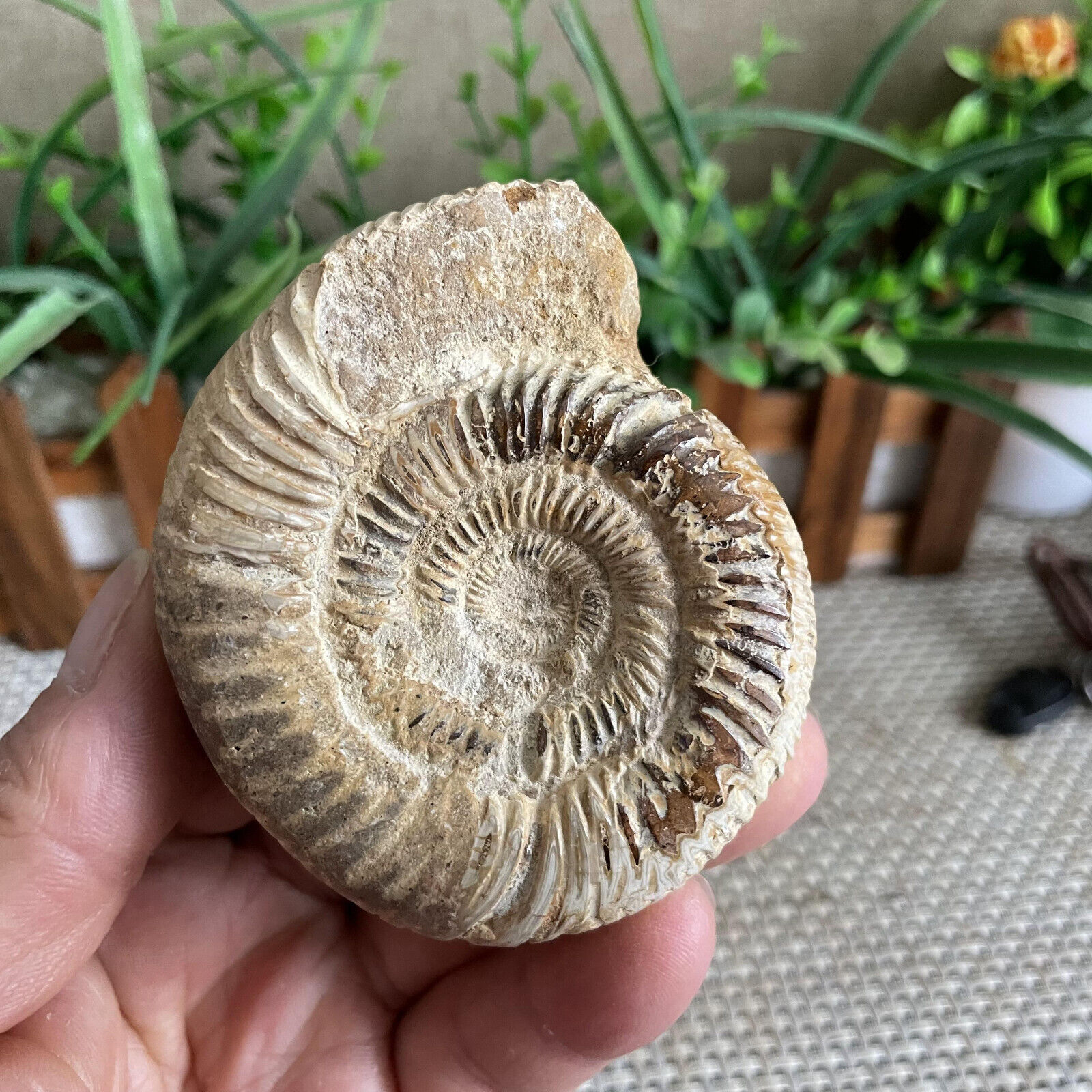 164g Rare natural polished white conch Ammonite Fossil Specimen Madagascar B1076