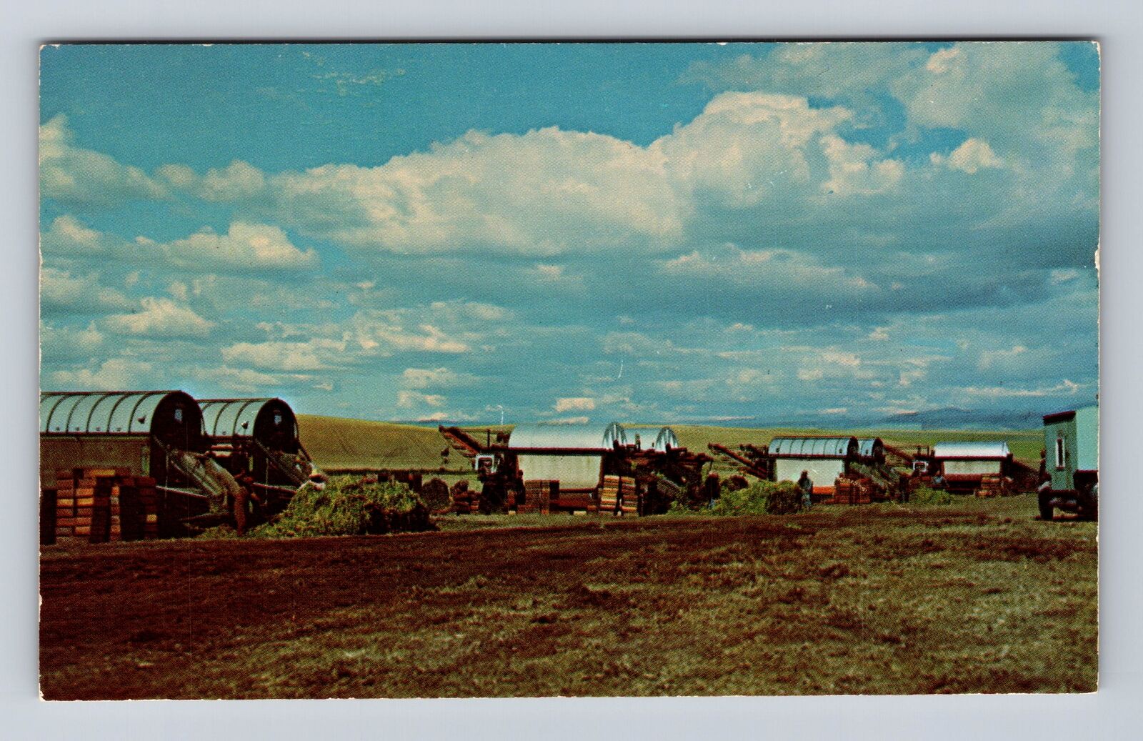 WA-Washington, Green Pea Harvest, Antique, Vintage Souvenir Postcard