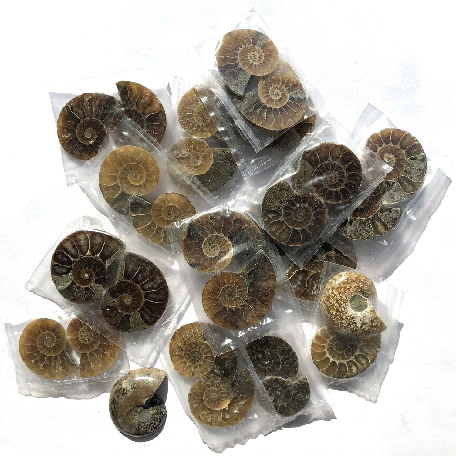 Ammonite Pairs  Split Polished Specimens Madagascar