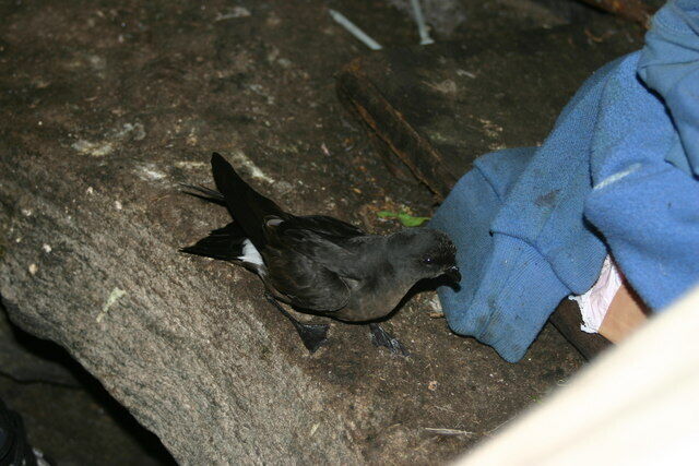 Photo 6x4 Storm Petrel Pal a' Chaitainich One of four nesting in a bothy  c2009