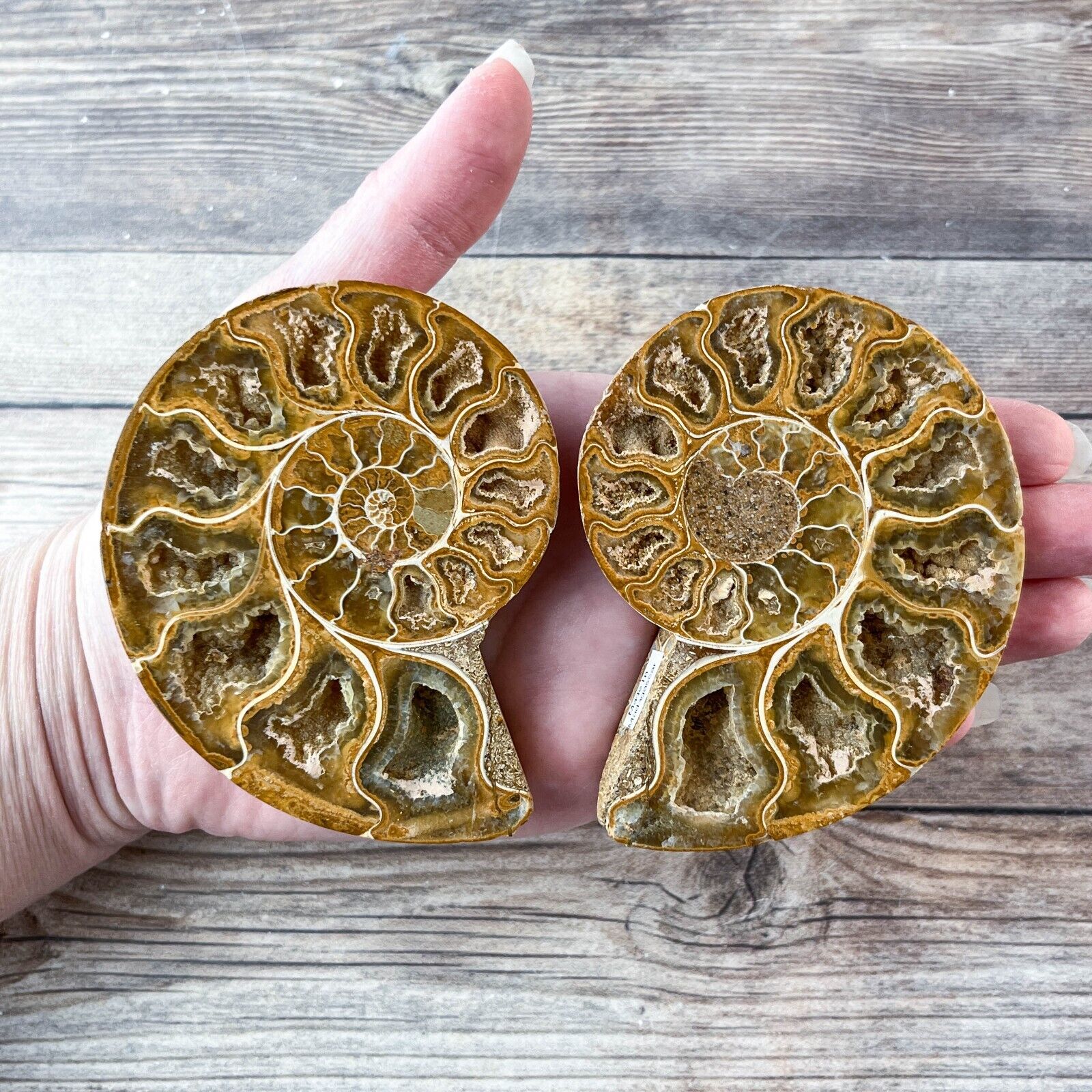 Ammonite Fossil Pair with Calcite Chambers 154g, Polished