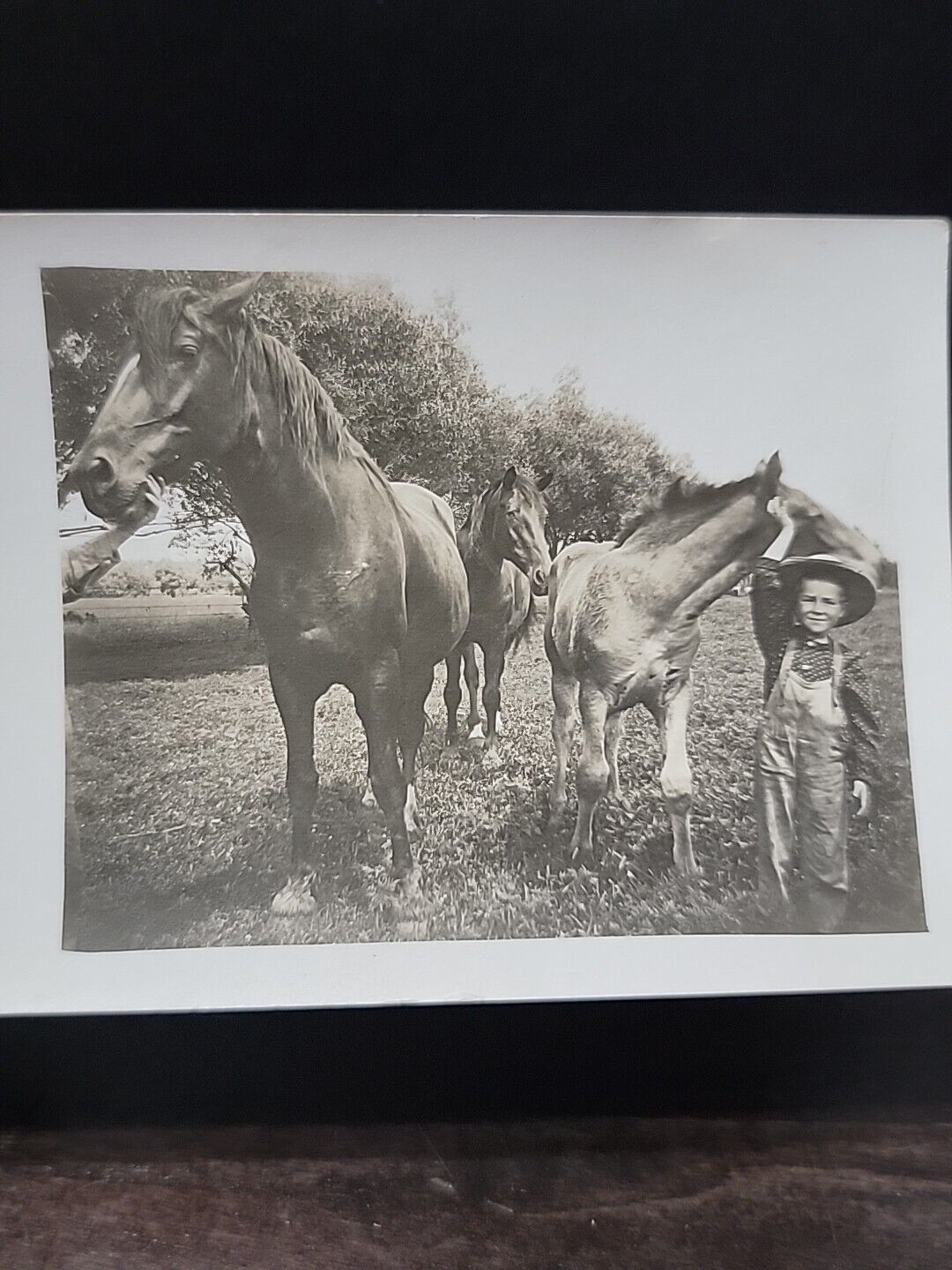 RPPC Boy overall\'s hat horses colt Vintage Photo 30s Or 40s ? Picture Postcard 