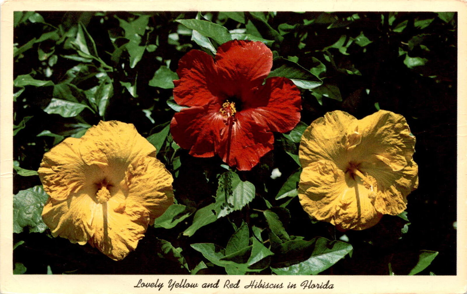 Vintage Florida Hibiscus Flowers Postcard 1965 McKee Gardens