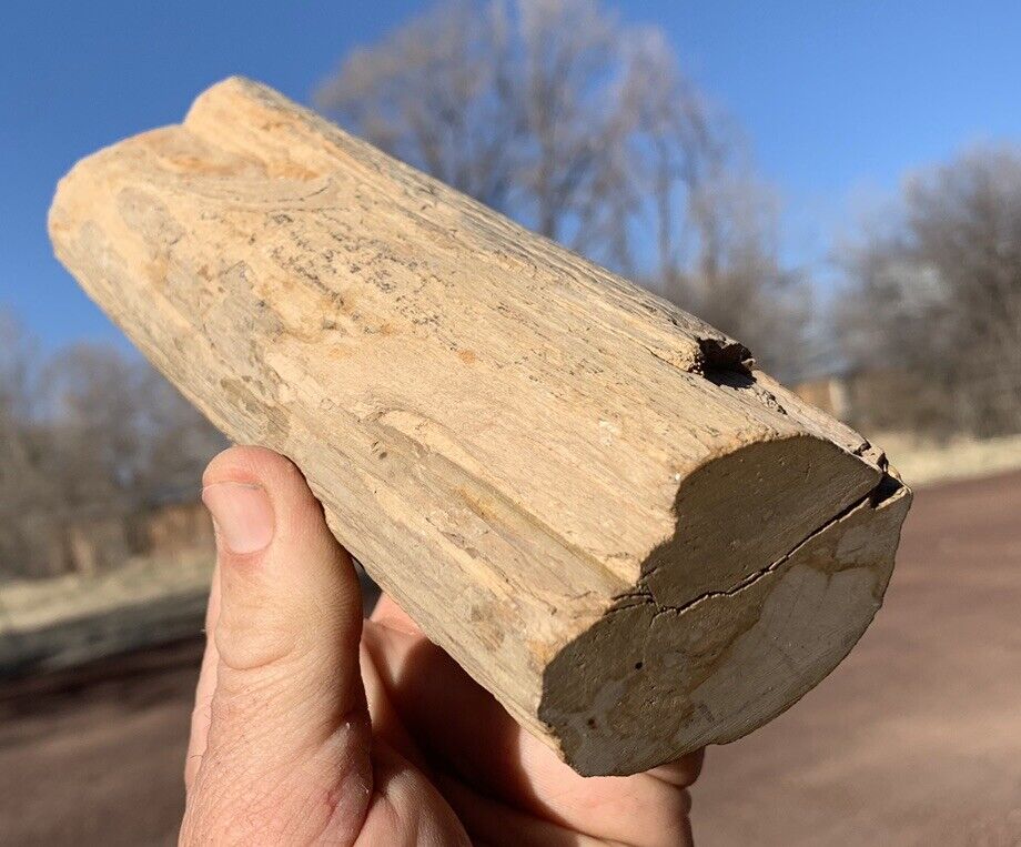 🍀RR⛏️: Arizona Petrified Wood, Detailed Mini-Log 7.25”