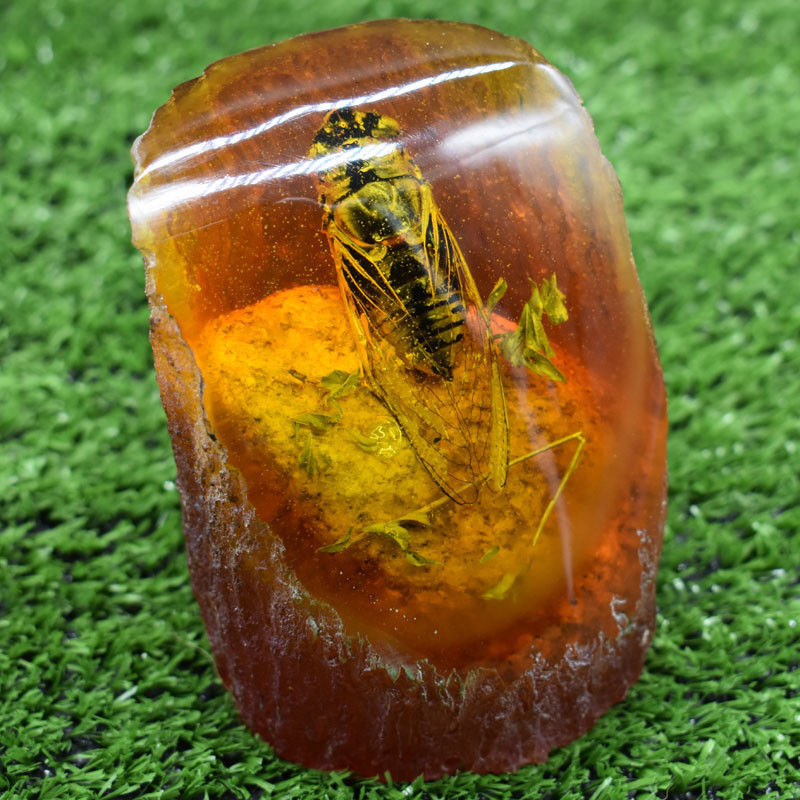 Rare Amber Fossil Plants Insects Characteristics Cicada Decorative Pieces 