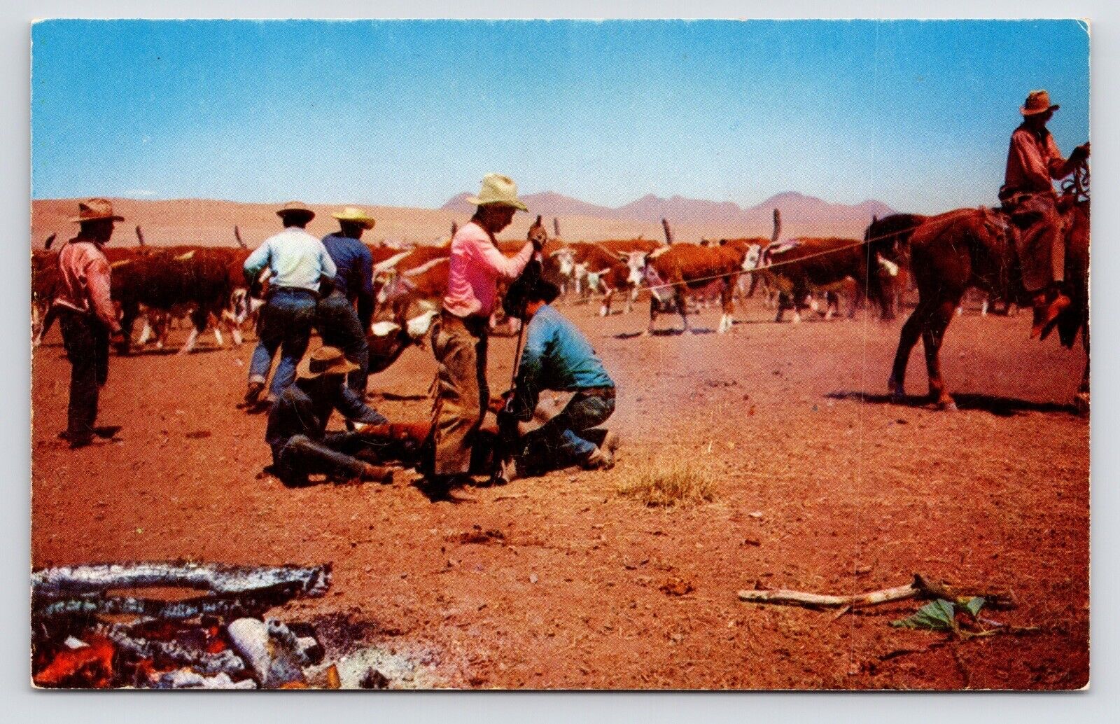 c1950s-60s Cowboys Branding Cattle~Western Scene in Desert~Vintage VTG Postcard
