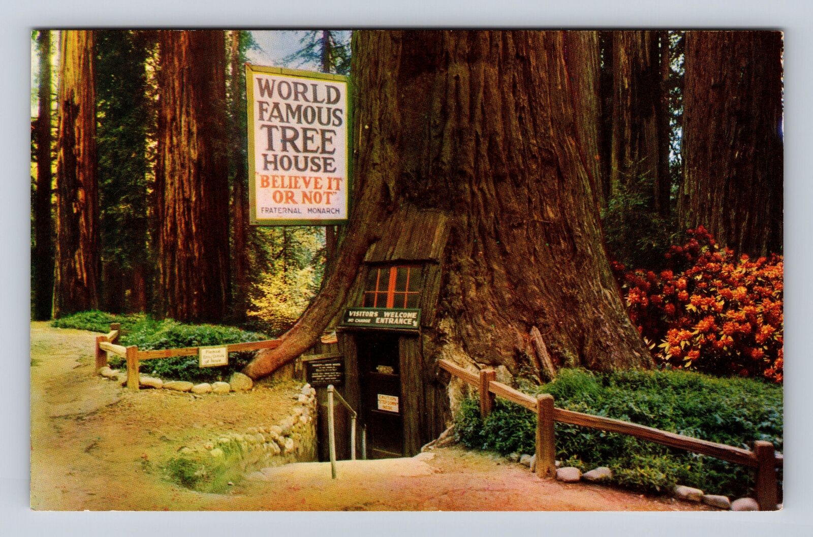 CA-California, World Famous Tree House, Antique, Vintage Souvenir Postcard