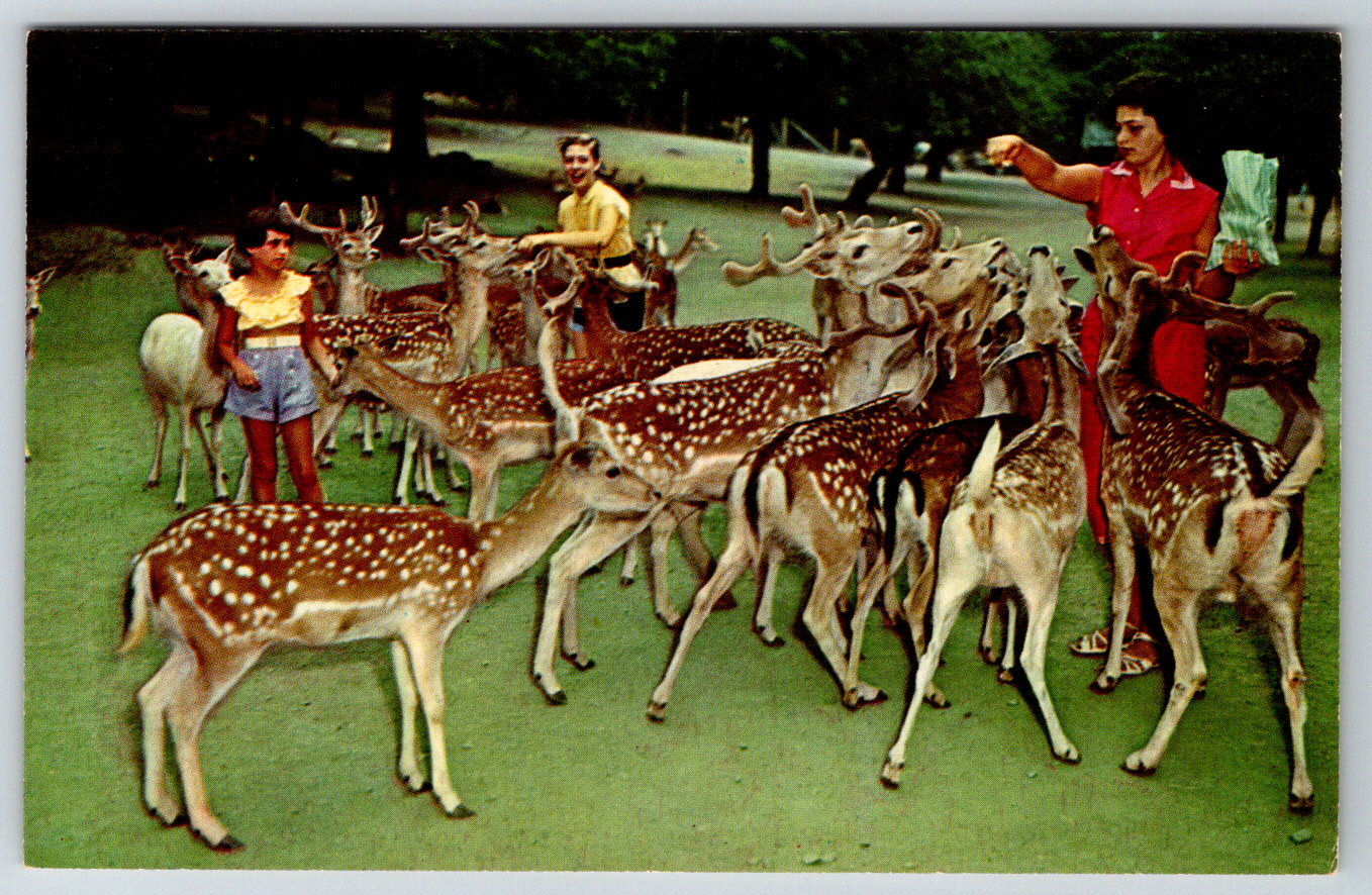 c1960s Feeding Deer Catskill Game Farm New York Vintage Postcard