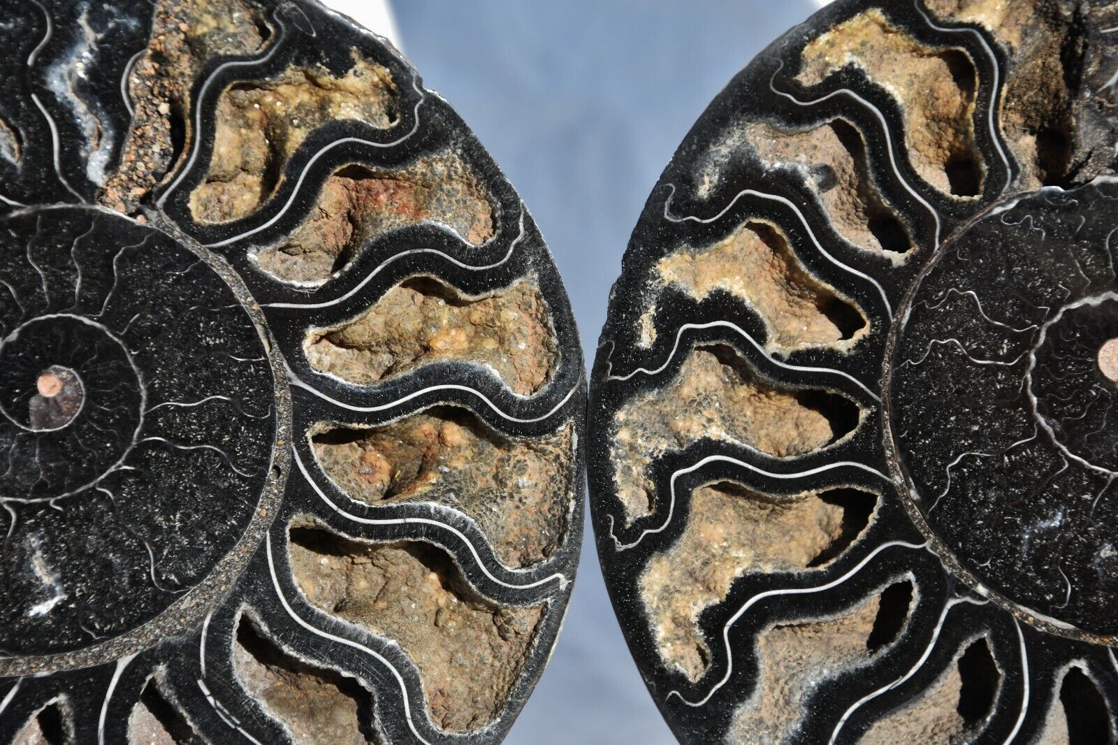 RARE 1 in 100 BLACK Ammonite Pair Deep Crystals 210mm XXLG 8.3\