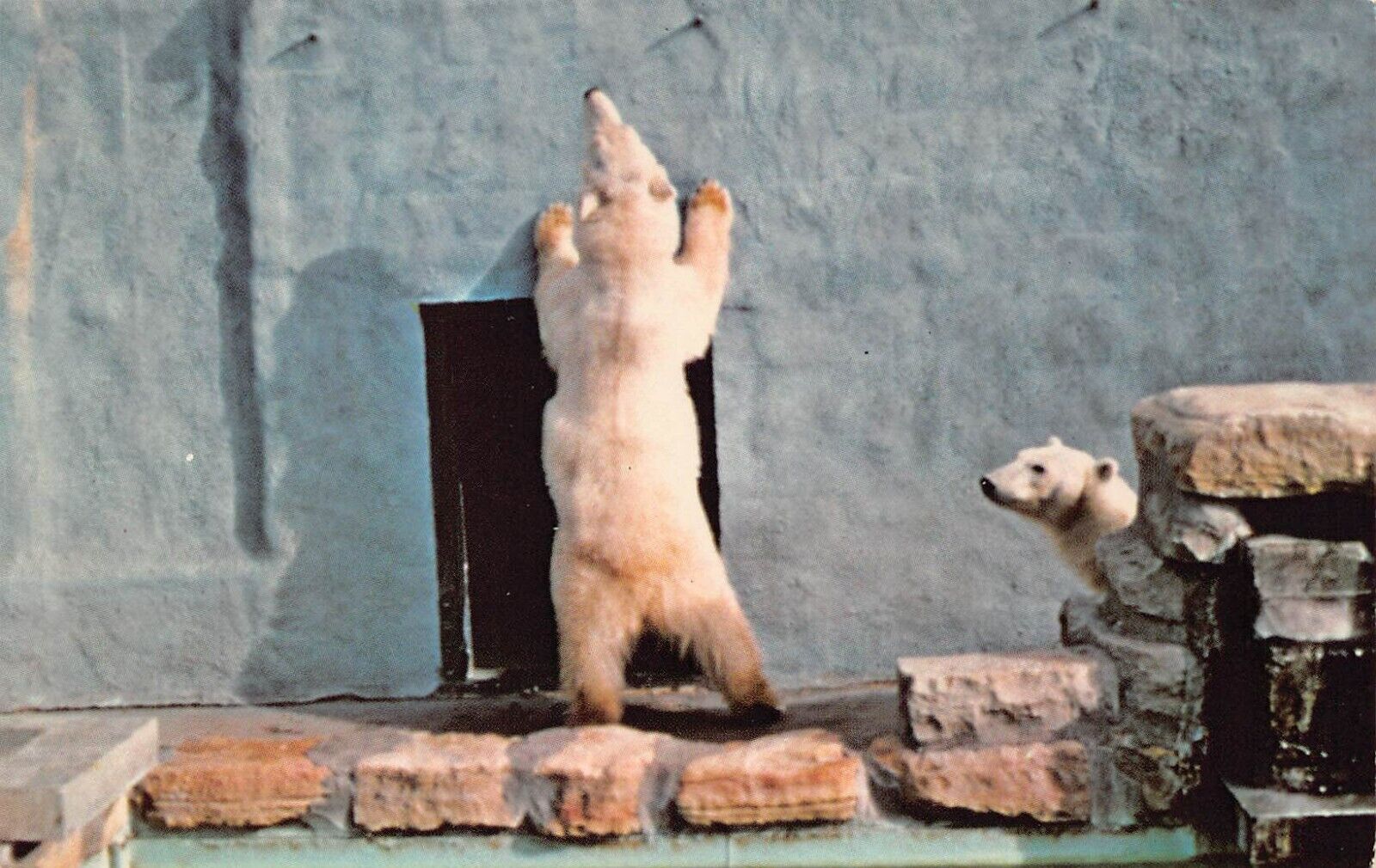 Great Bend KS Kansas Brit Spaugh Zoo Polar Kodiak Bear Vtg Postcard M6