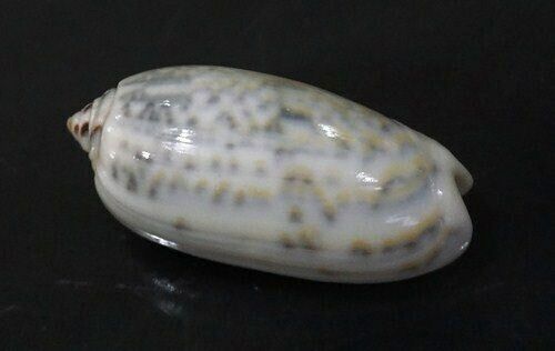 seashell Oliva tricolor 46.8 mm GEM nice olive collection 