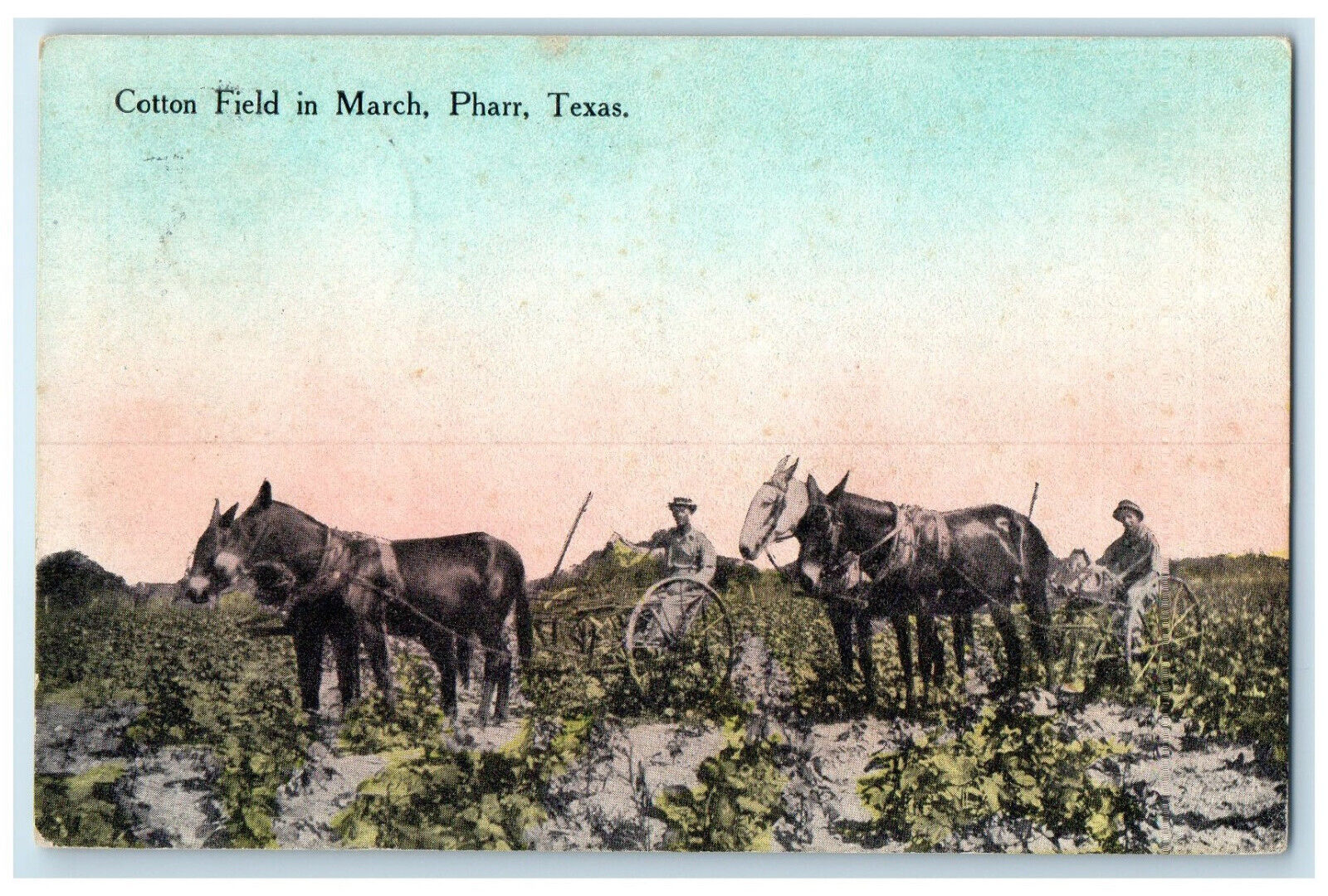 1913 Horse Carriage Cotton Field in March Pharr Texas TX Posted Antique Postcard