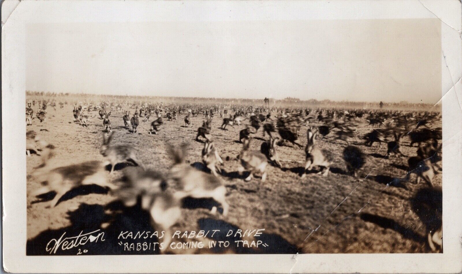 c1930\'s Rabbit Drive Rabbits Going Into Traps Old Photo