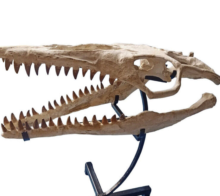 Great Quality Mosasaurus Skull- Mosasaurus Beaugei - Reptile Skull From Morocco