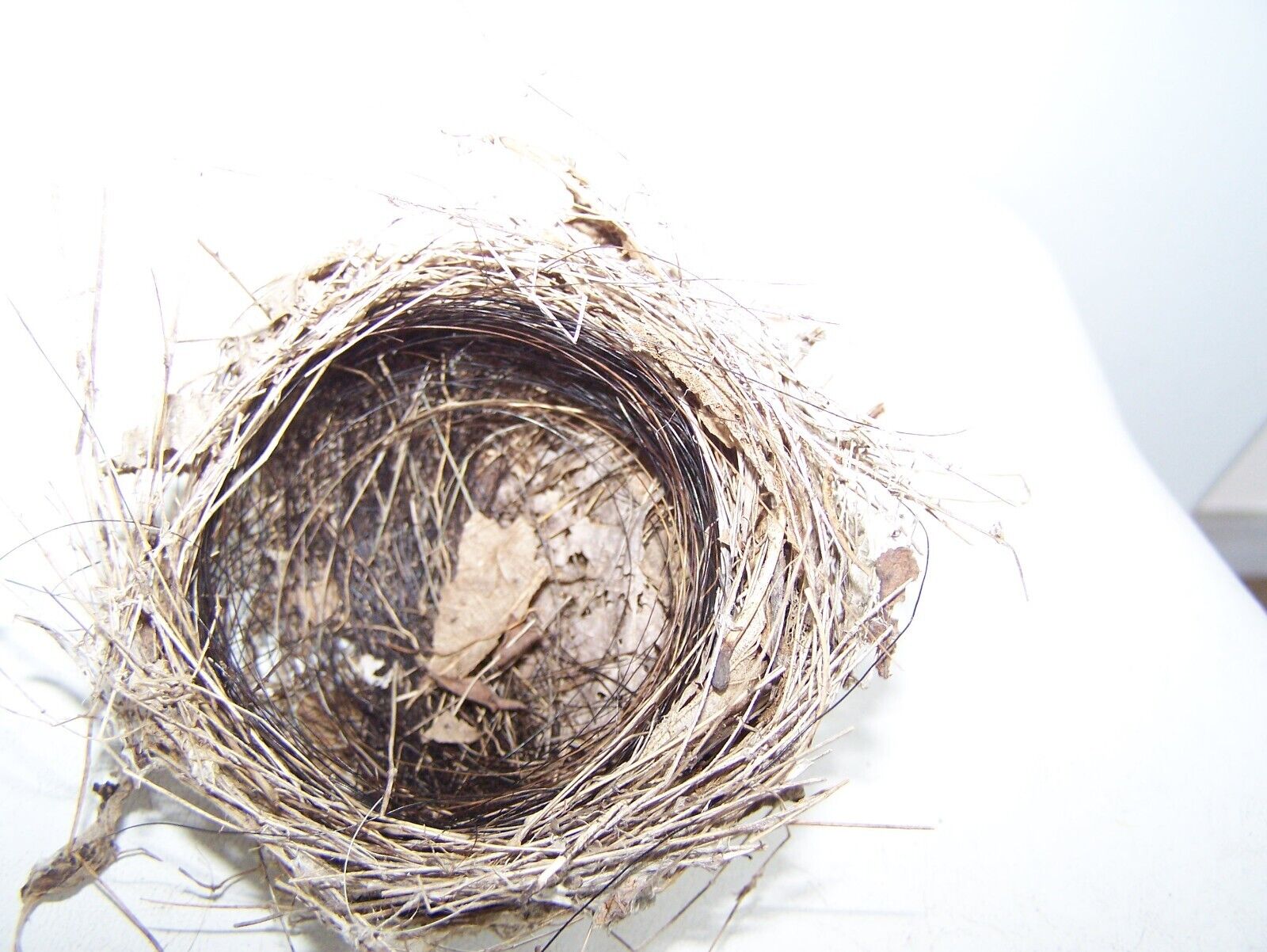 SALE Real Natural Bird Nest made of Horse Tail/Grass/Twigs - Missouri Abandoned