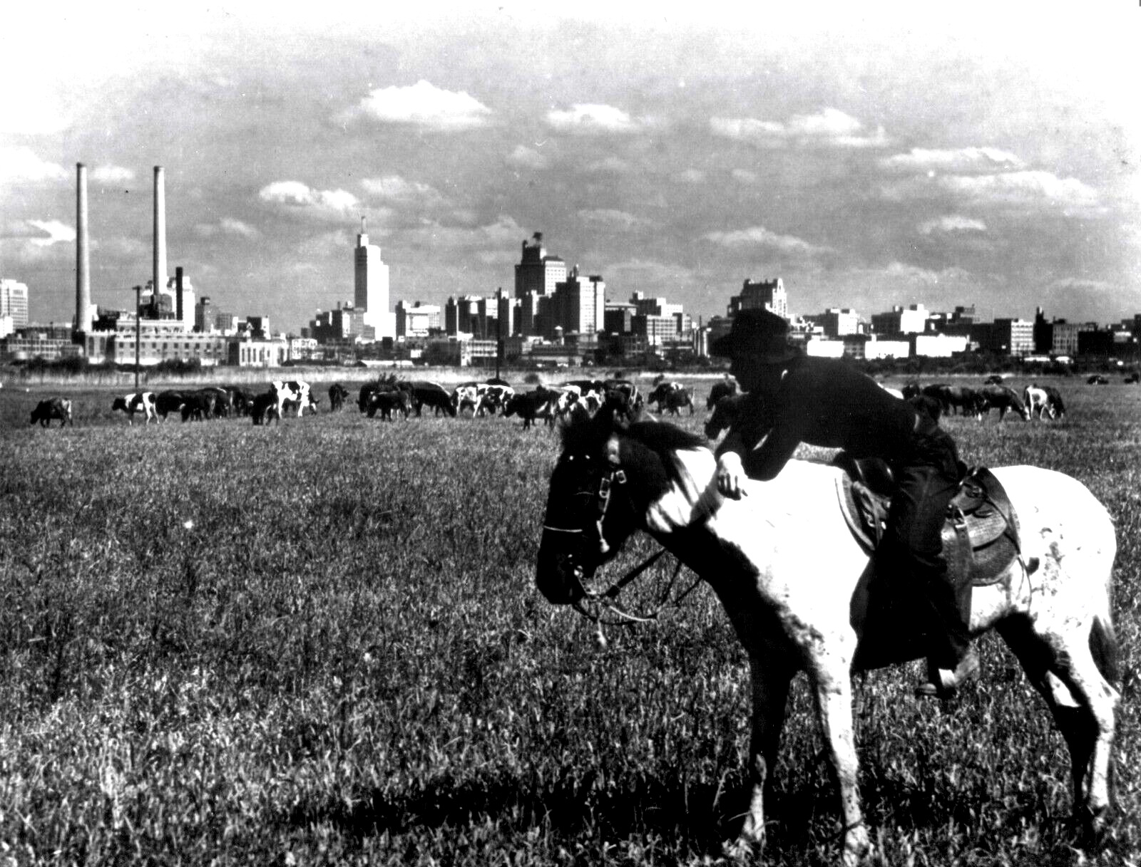COWBOY WATCHING CATTLE WEST OF DOWNTOWN DALLAS 1945 8x10 GLOSSY FINISH PHOTO