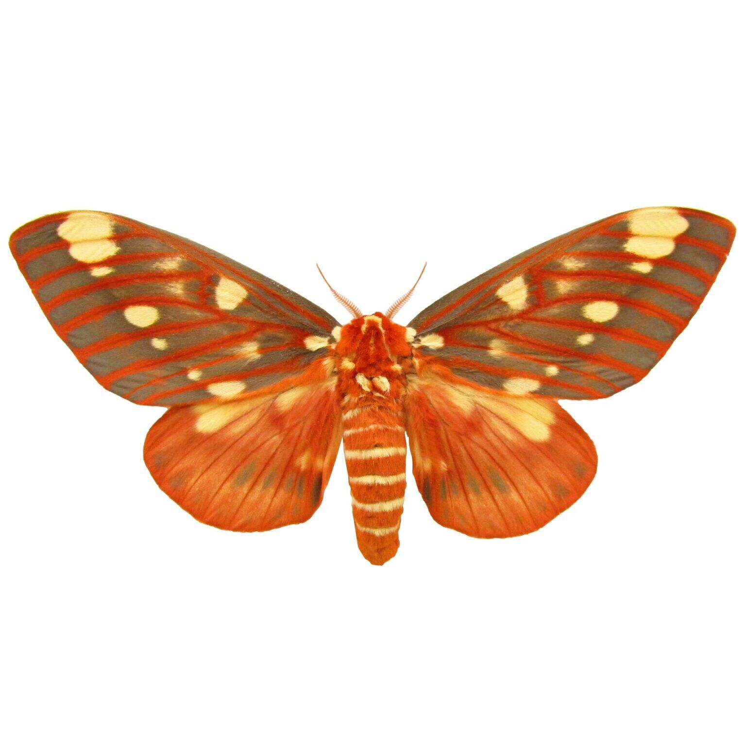 Citheronia regalis red orange yellow saturn moth USA UNMOUNTED WINGS CLOSED