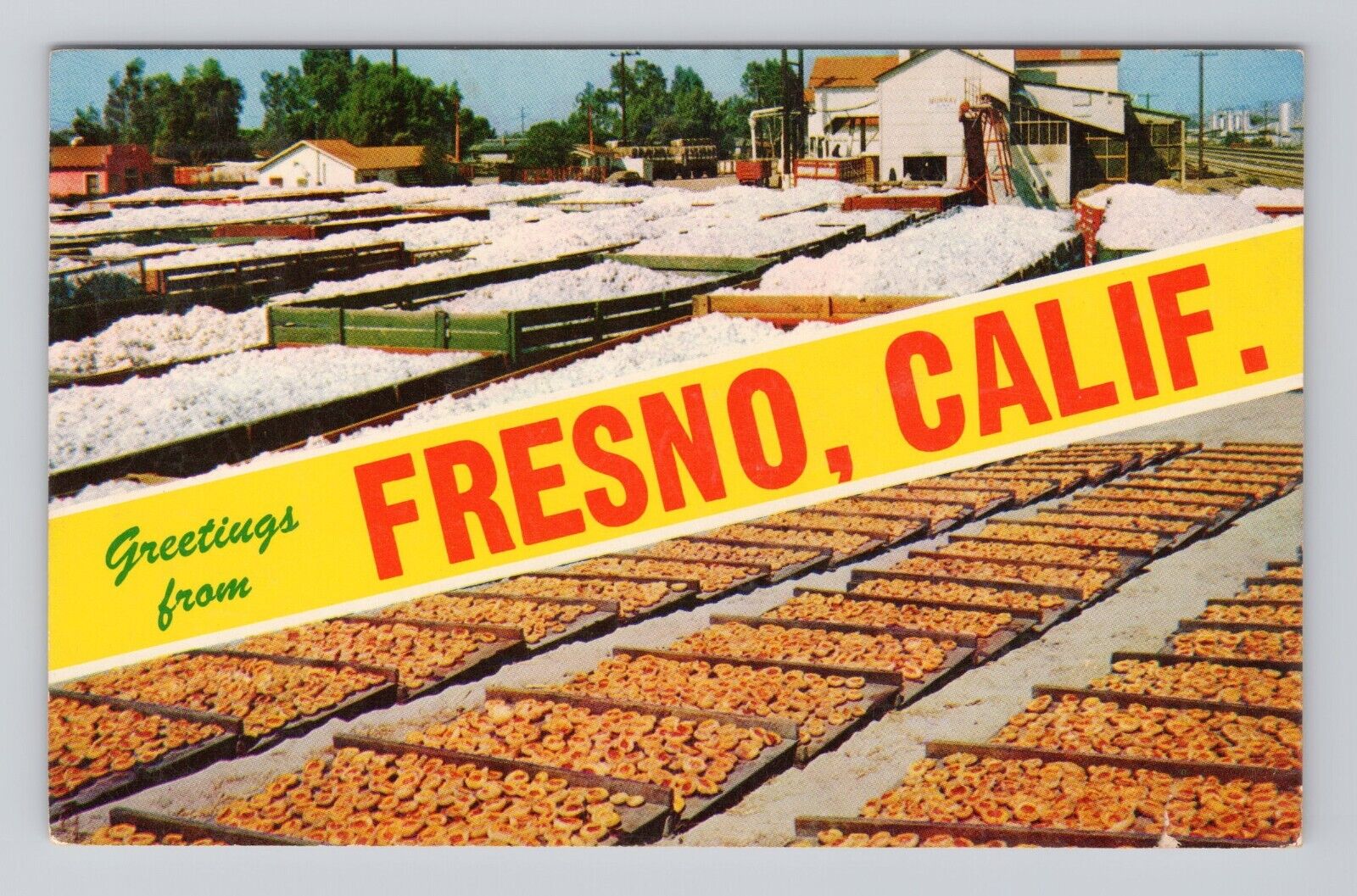 Postcard Greetings from Fresno California Yellow Banner Farm crop