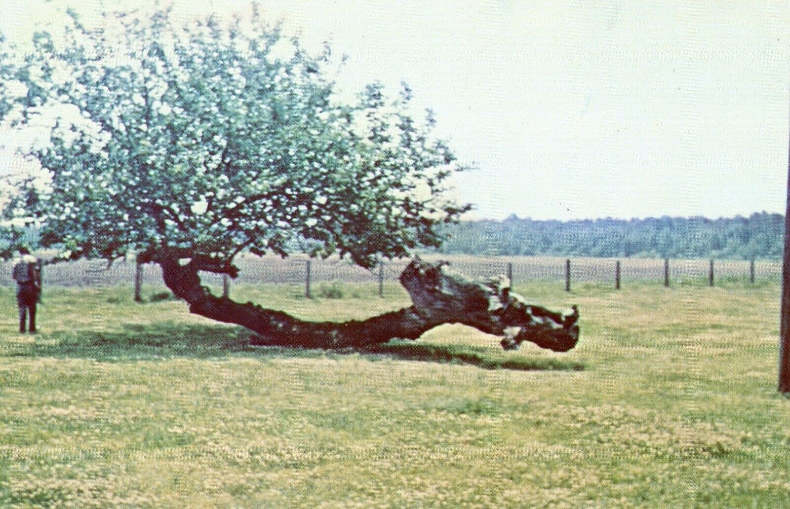 Mulberry Tree by Highway 264, Swan Quarter, North Carolina --POSTCARD