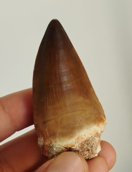 Mosasaur Fossil tooth - great quality tooth