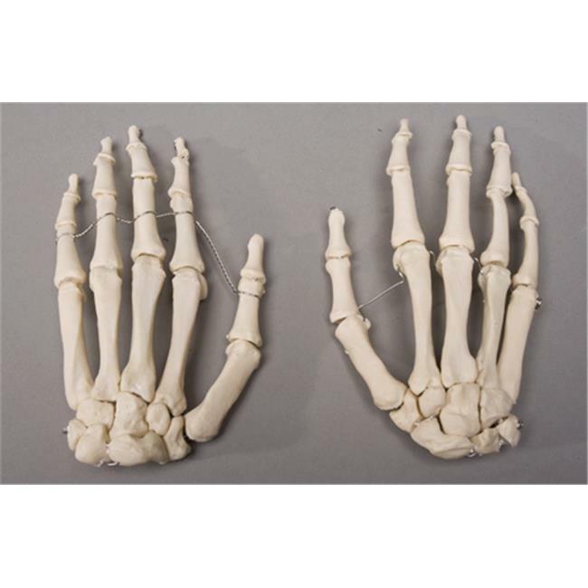 Skeletons and More SM376D Skeleton Hands Left and Right