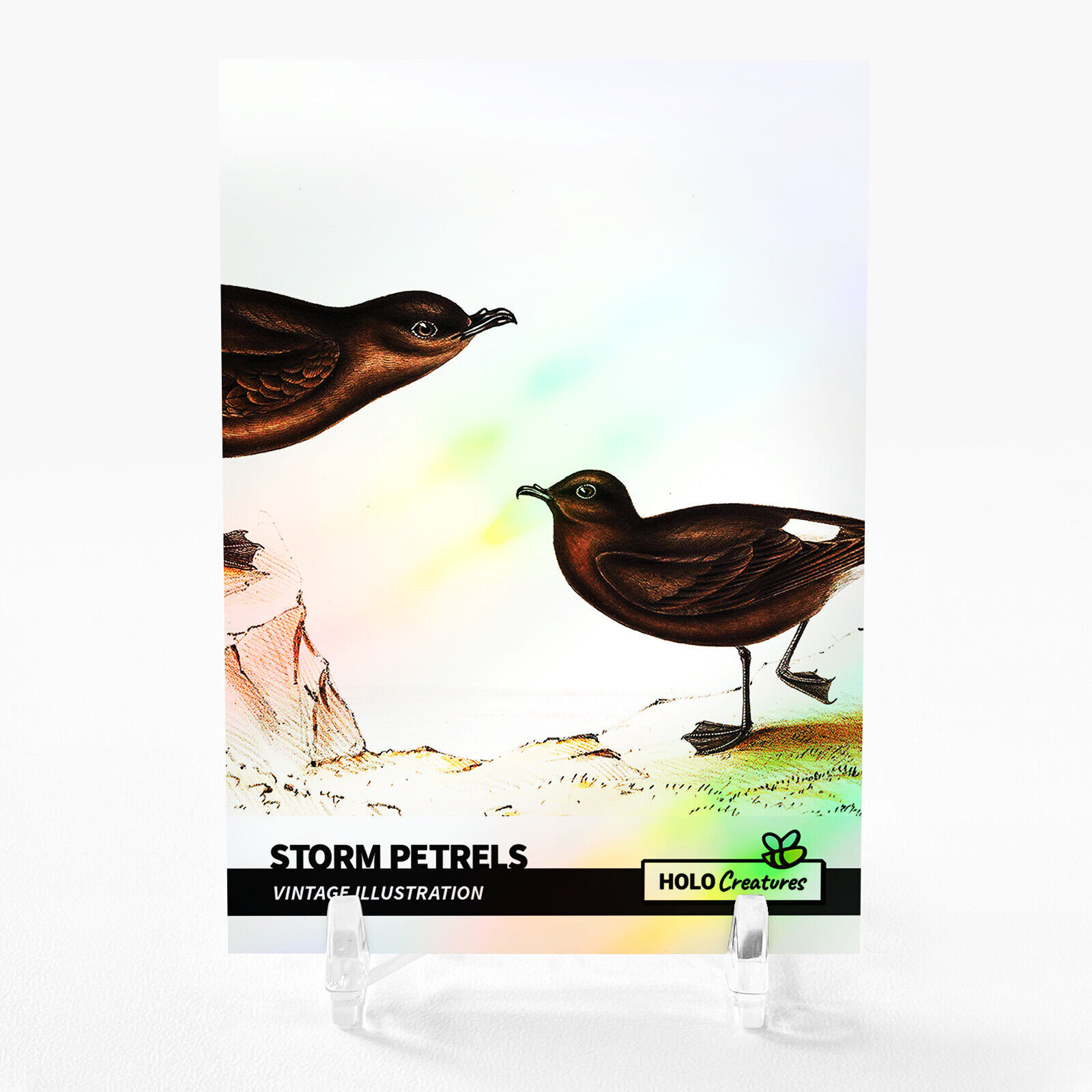 STORM PETRELS Holographic Art Card 2023 GleeBeeCo Holo Creatures #STVN