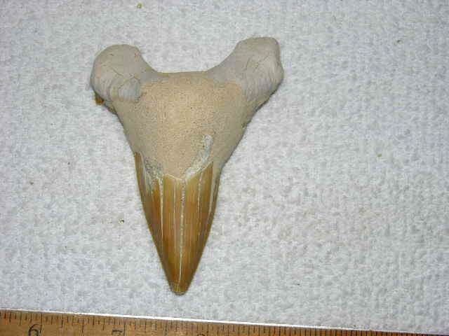 Shark tooth fossil real Otodus Obliquus 50 million years old 3 inch S54