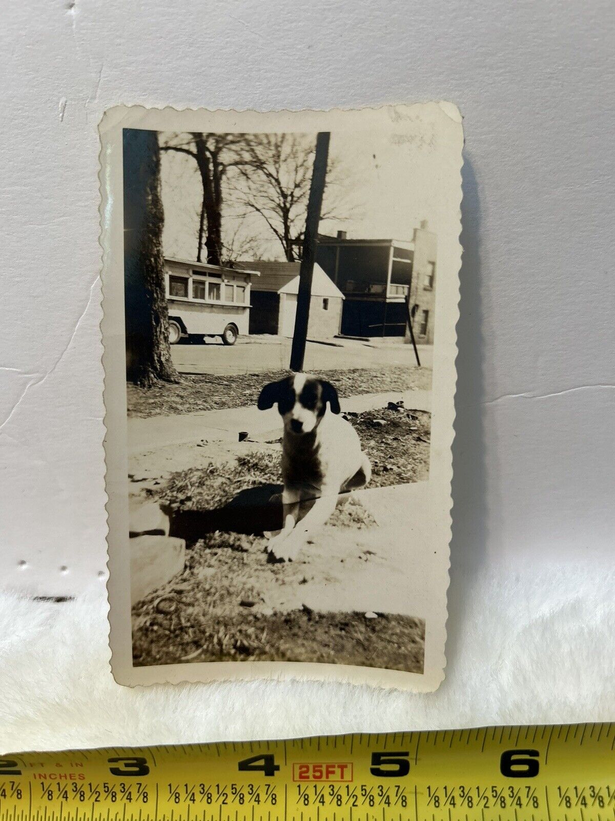Vintage Photo Snapshot Of Cute Dog / Puppy Outside 
