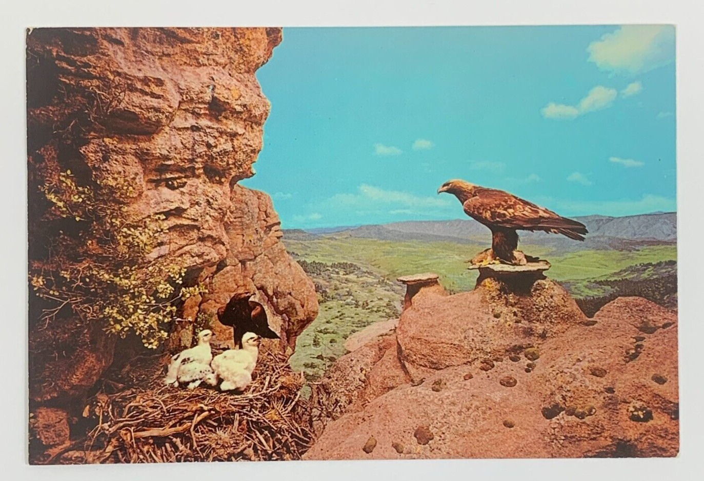 Golden Eagle Group Denver Museum of Natural History City Park Colorado Postcard