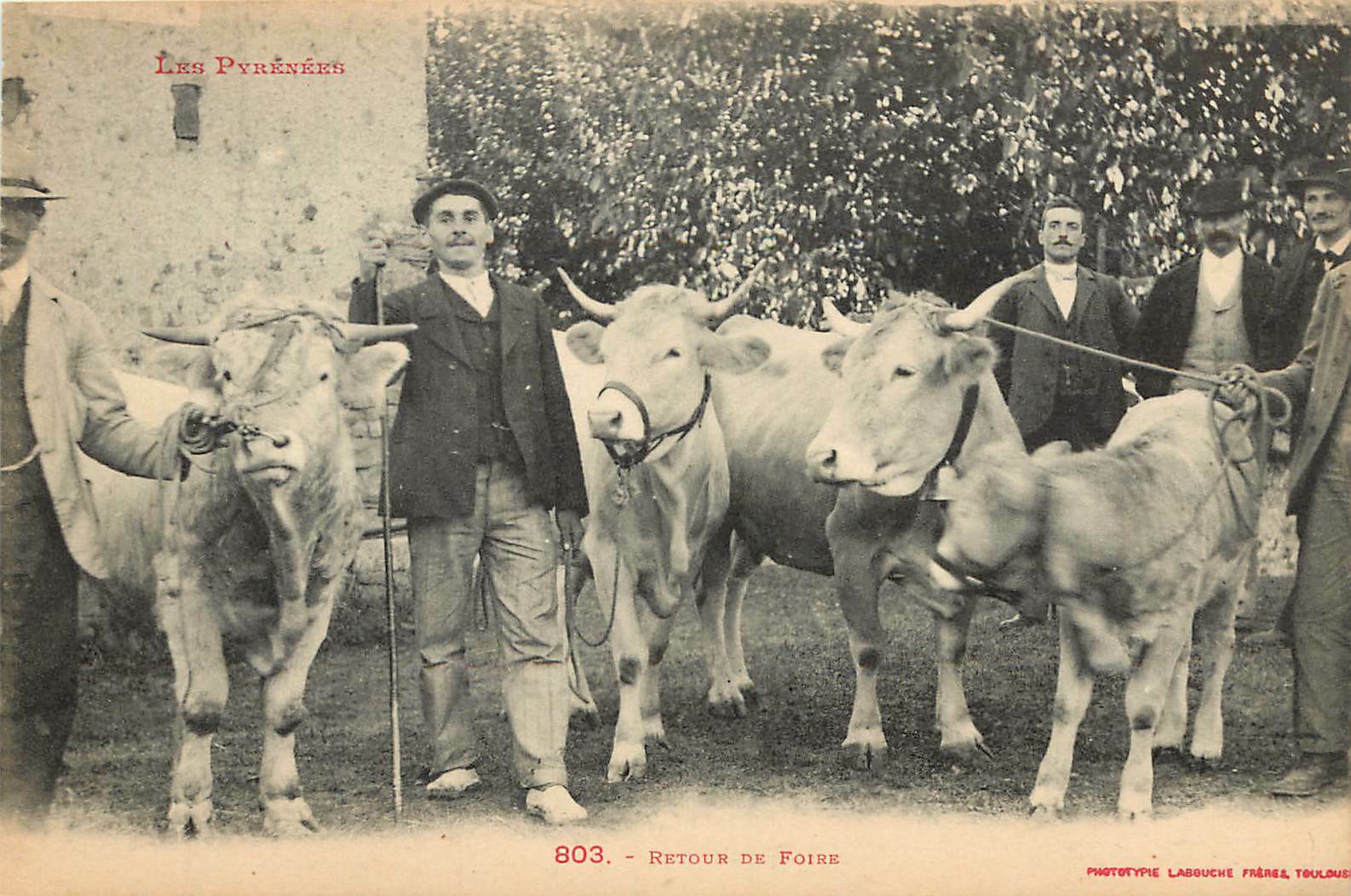 c1910 Postcard; Pyrenees France Basque Men & their Cattle, Home from the Fair