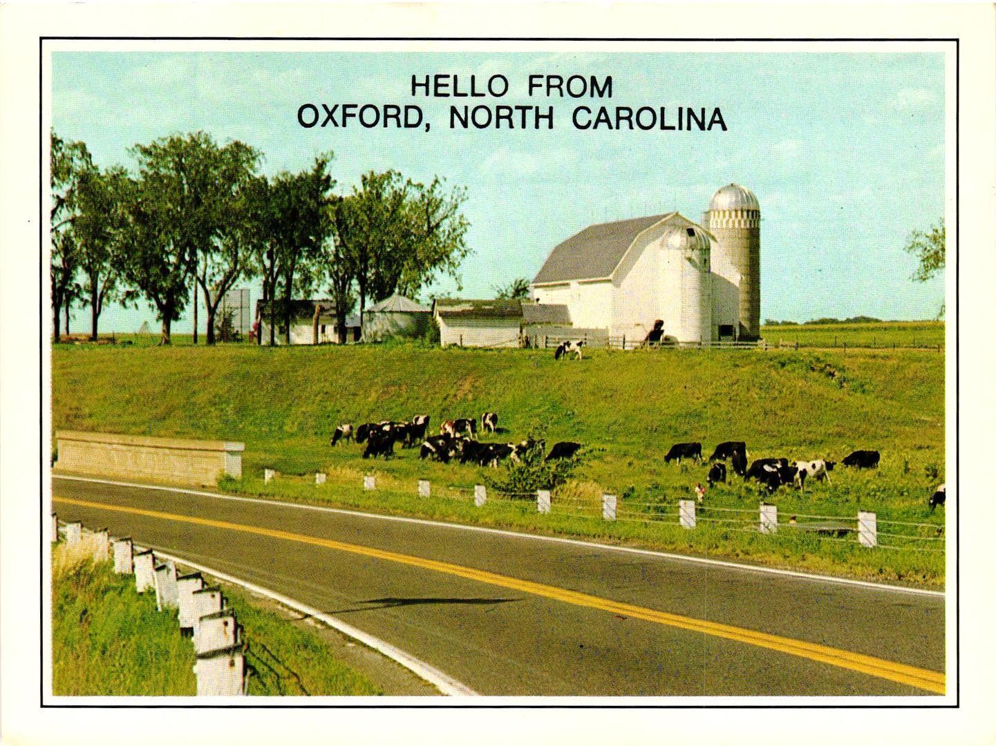Vintage Postcard 4x6- COWS, OXFORD, N.C.