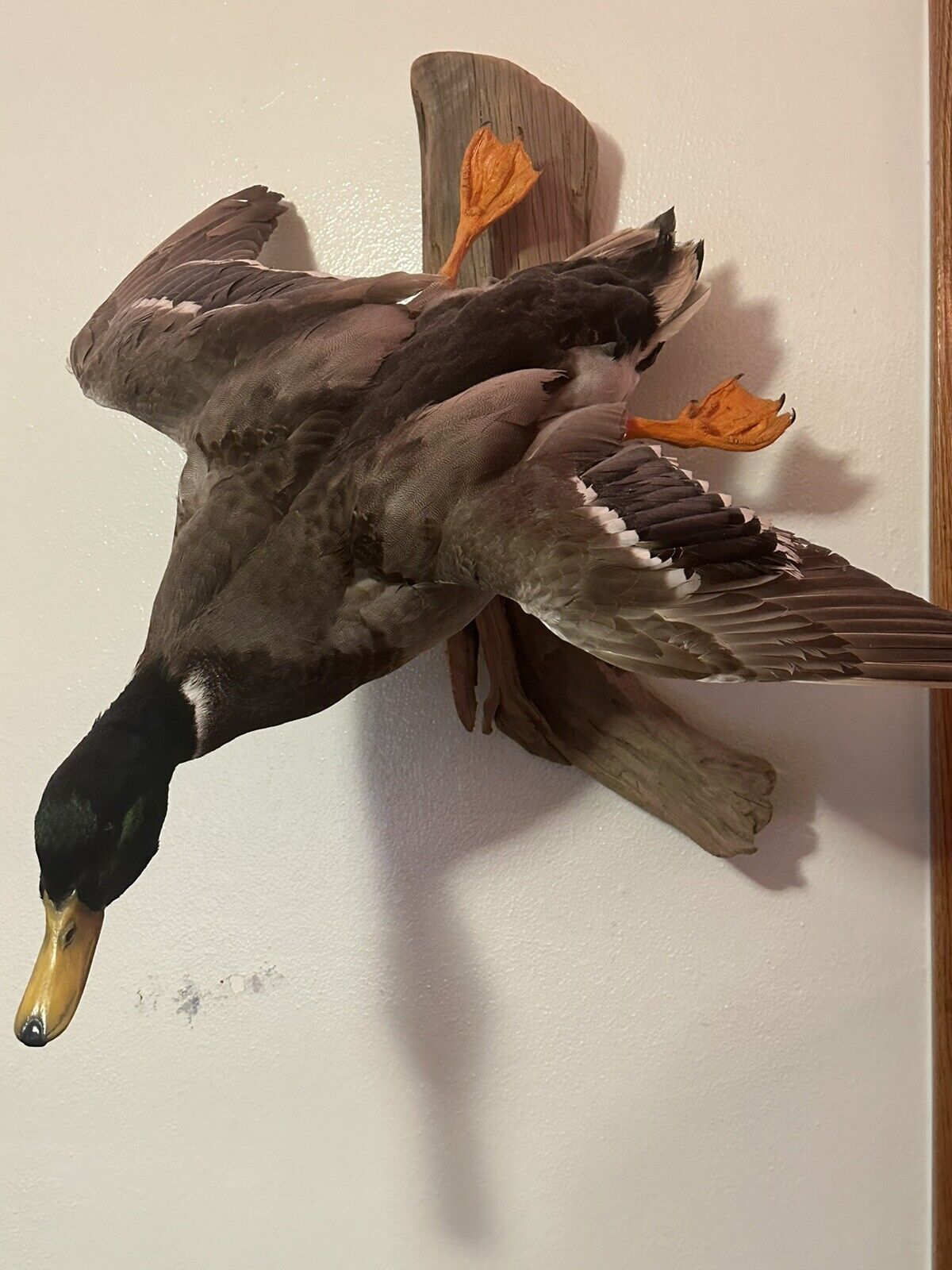 flying mallard duck wall mount 