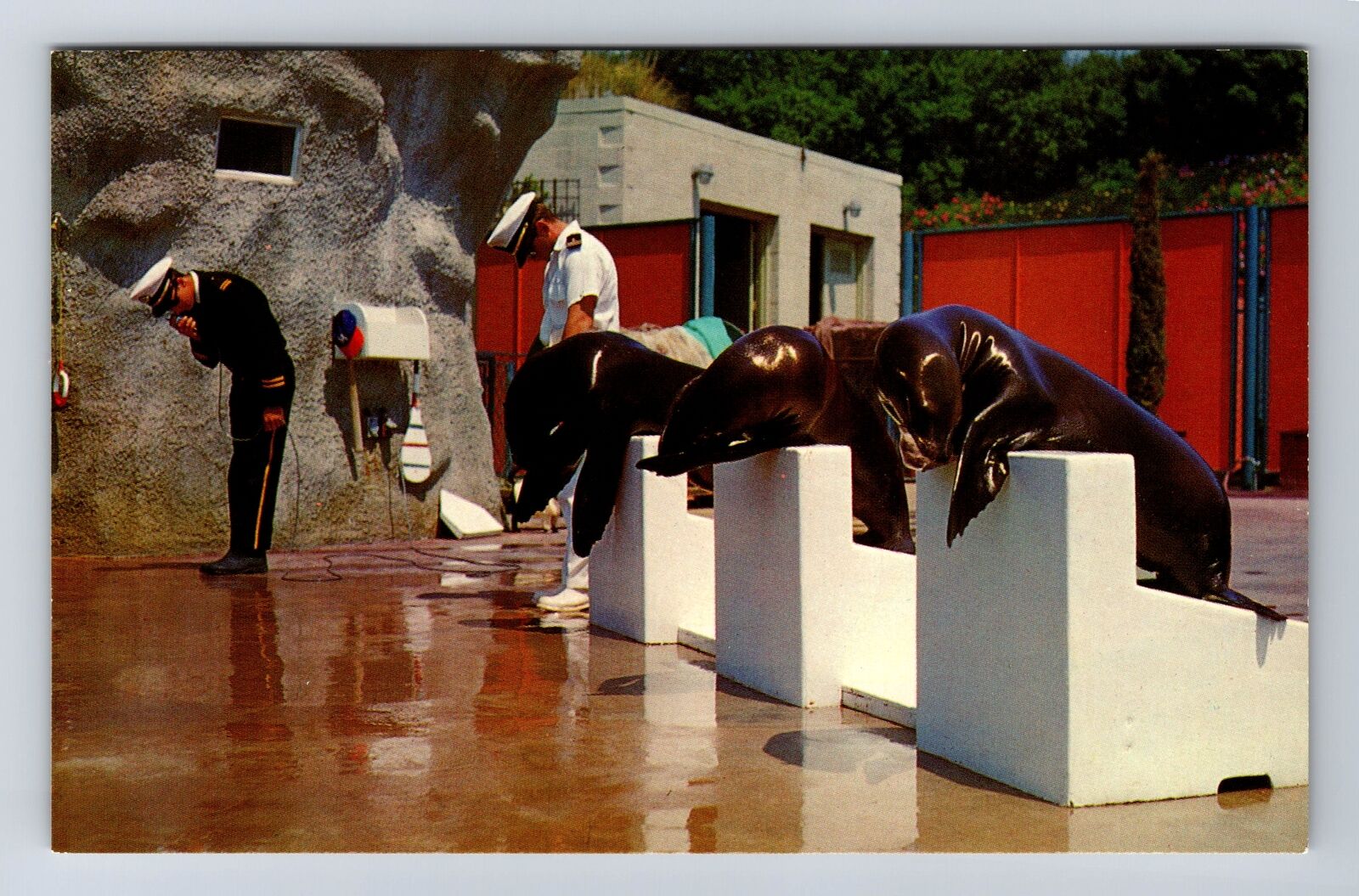 CA-California, Marineland of Pacific, Seal Circus Trained Seals Vintage Postcard