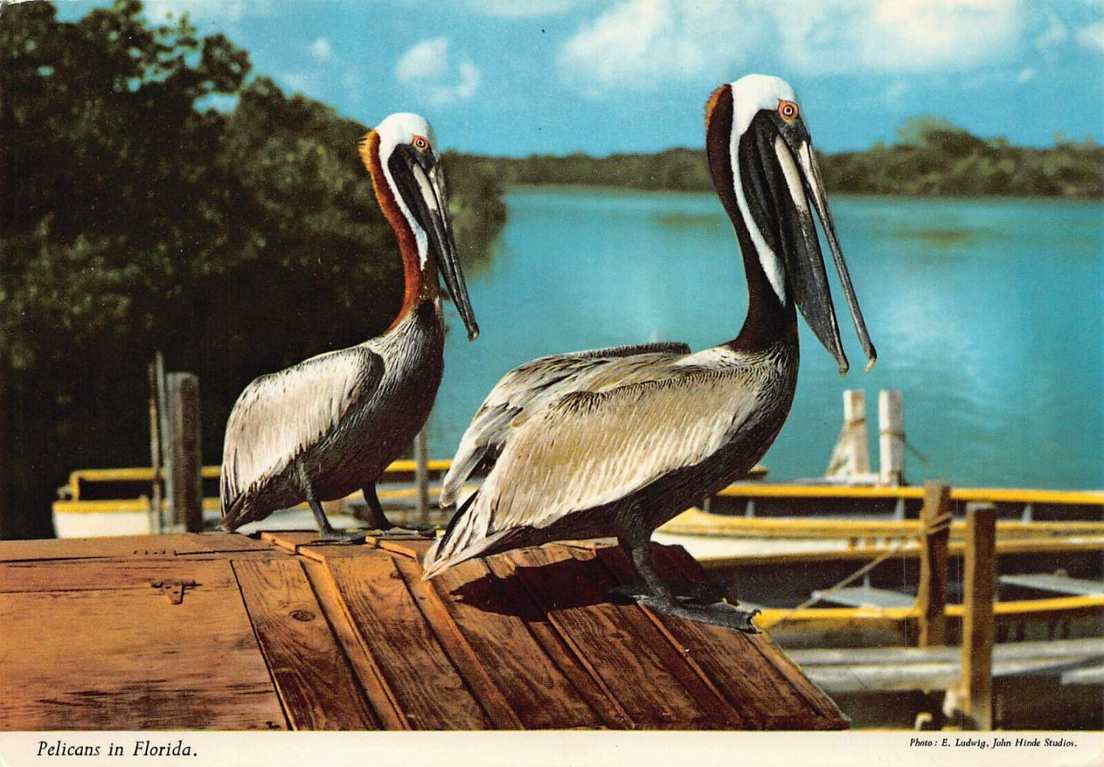 Vtg Postcard 6x4 Florida FL Brown Pelicans Water Birds Tropic 1980s Postcard L1
