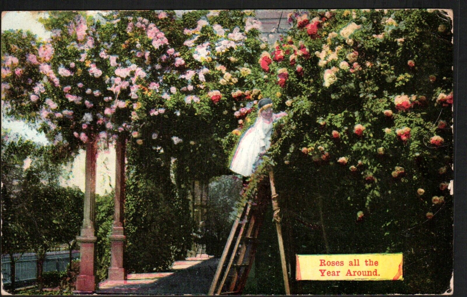 Antique Old Postcard Rose Bushes \