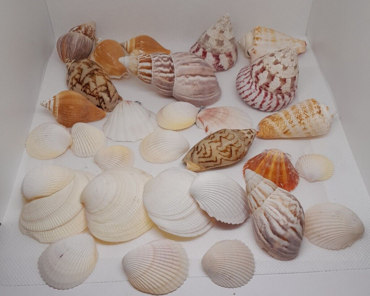 Assorted Bunch of shells lot of 30 pieces different kind