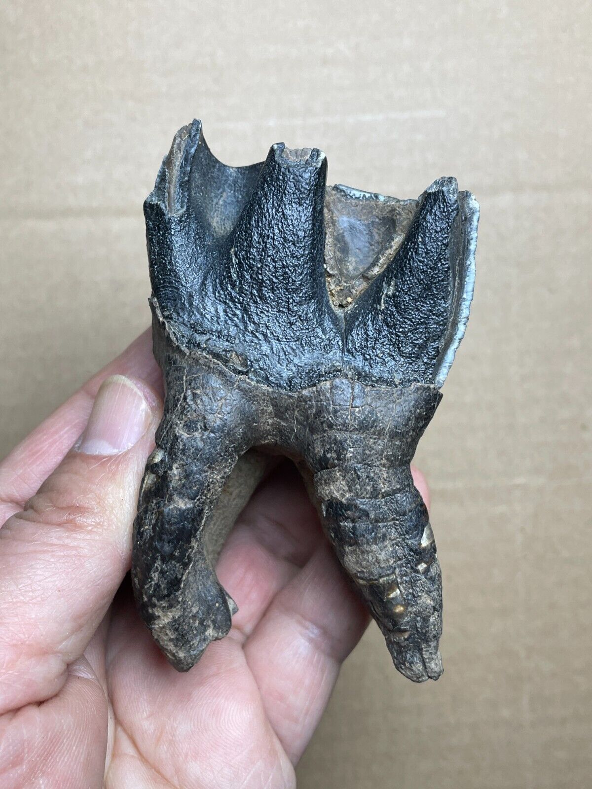 160g huge Ice Age large Herbivorous mammal tooth Pleistocene pecimen