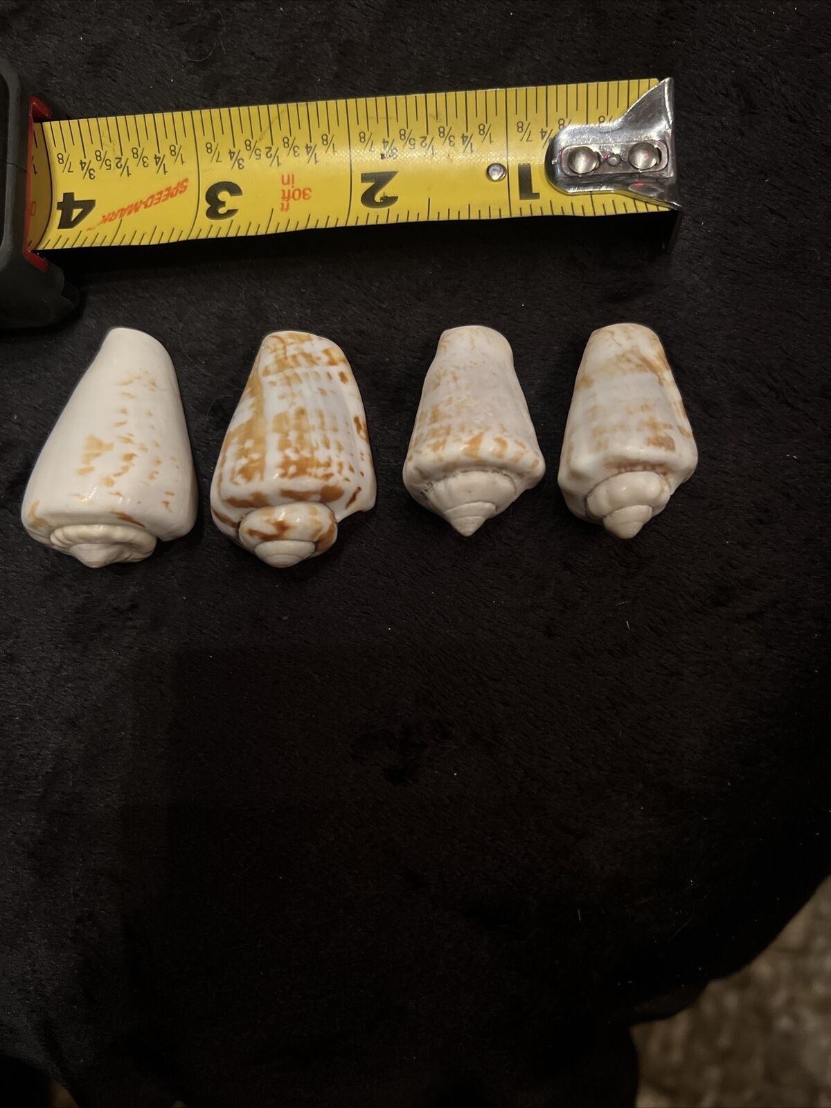 Seashells Conus lenavati CONE SNAIL Lot Of 4