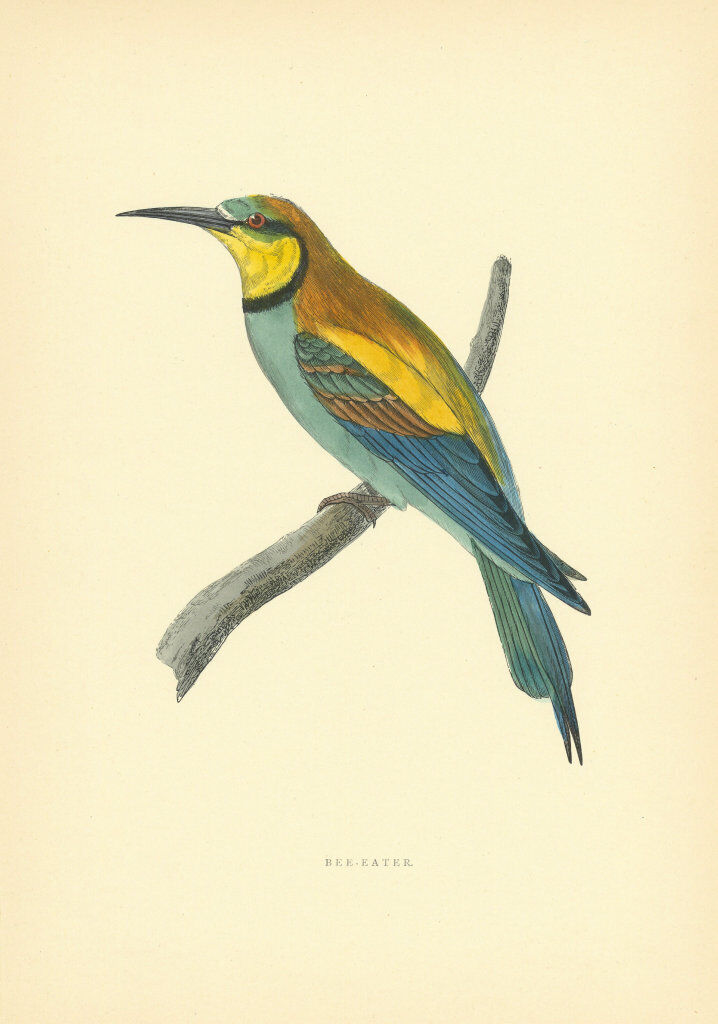 Bee-eater. Morris\'s British Birds. Antique colour print 1903 old