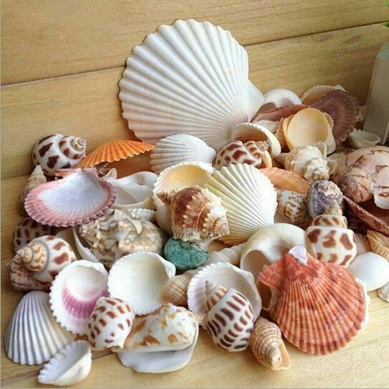 Natural Beach Mixed SeaShells 100g Mix Shells Craft SeaShells