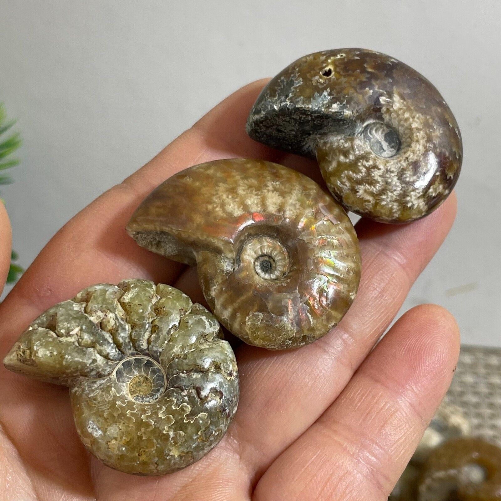 3pcs 58g Natural Ammonite  Conch Crystal Specimen Healing b19