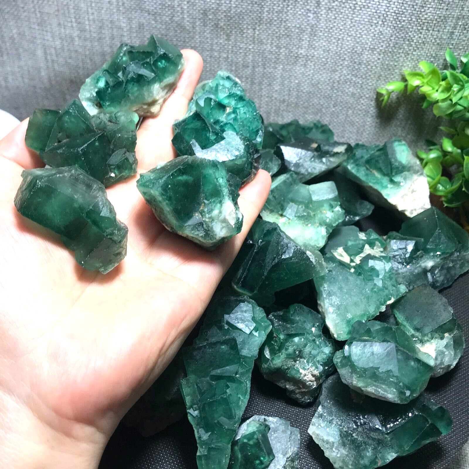 1000g 15pcs Natural super beautiful green fluorite crystal ore standard sample