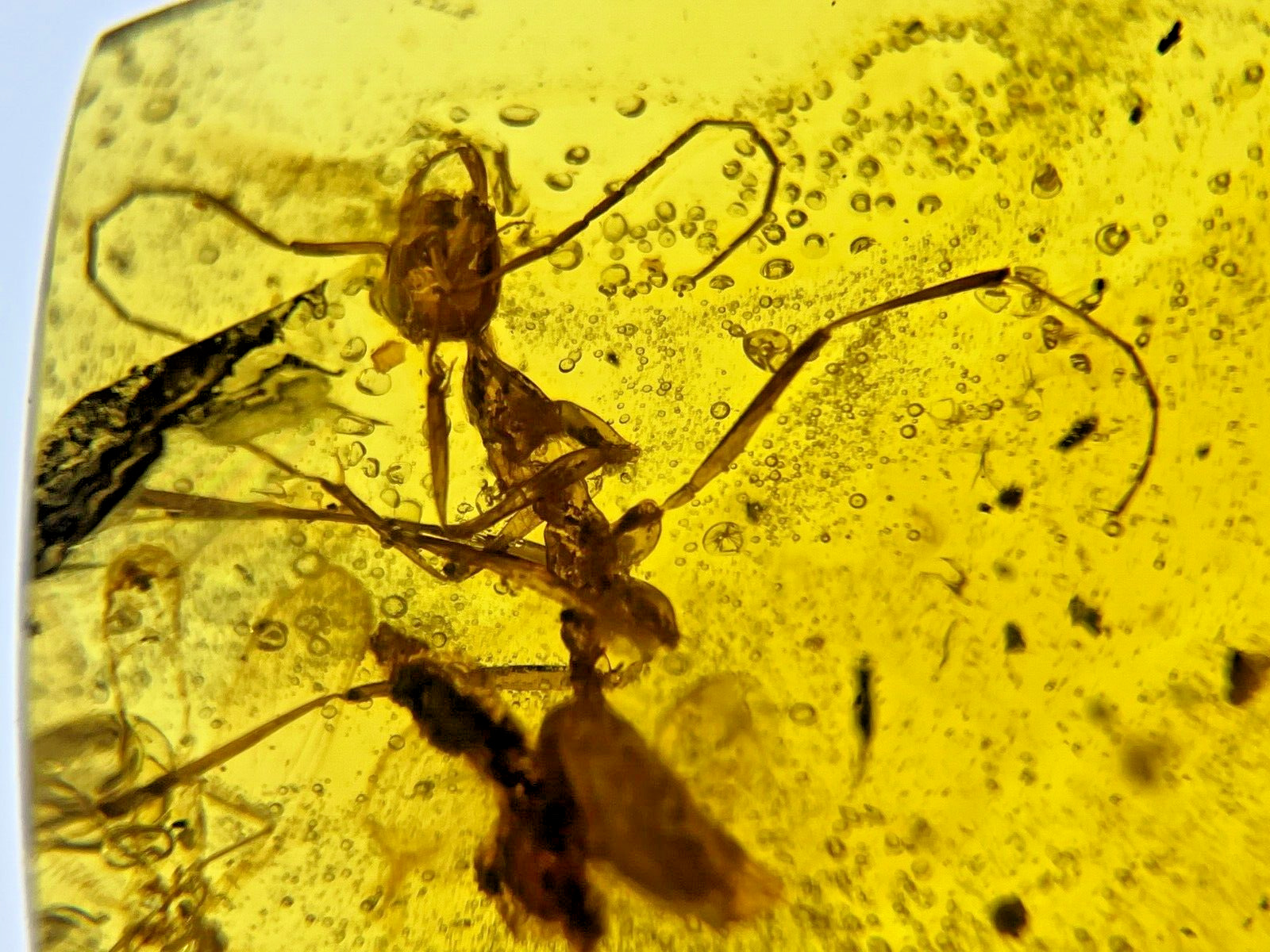 A101 BU791 Large Ant w/large mandibles stone fly + Burmese Amber Burmite 99mya