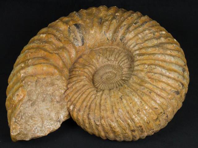 NobleSpirit {3970} Rare Massive 47LB Ammonite 75 Million Year Old Fossil