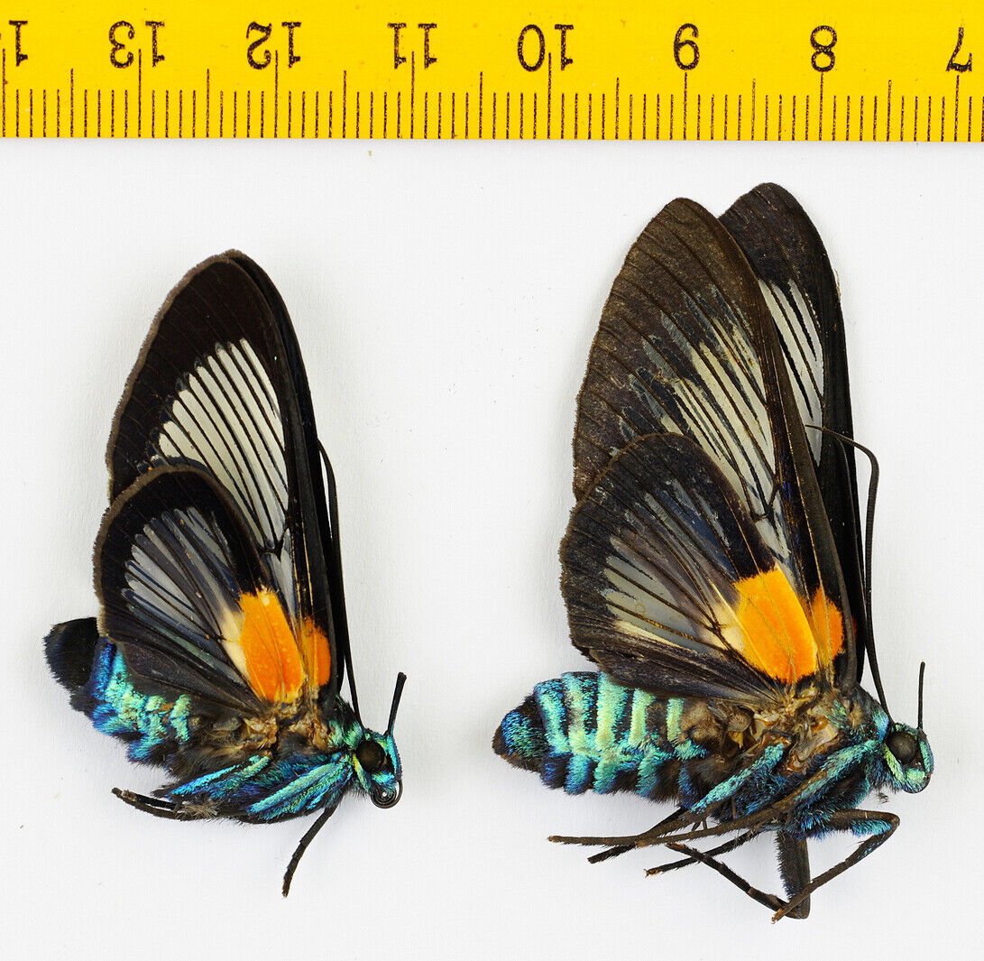 MOTH - Erebidae - Cocytia durvillii (Pair) - Timika - INDONESIA - 3812