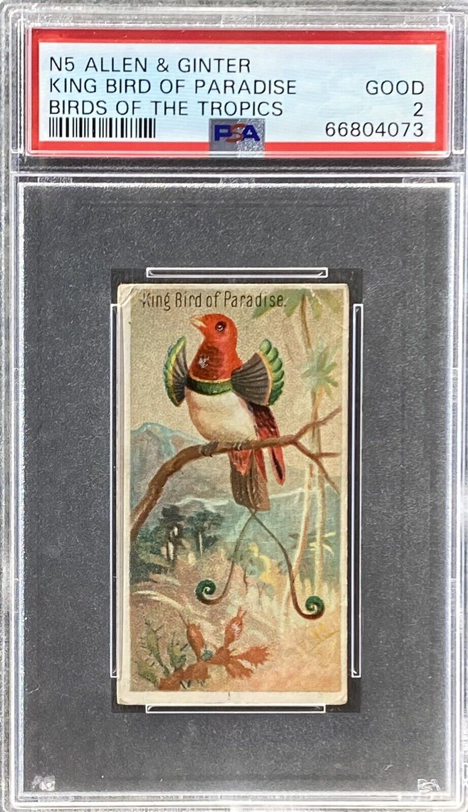 1889 N5 Allen & Ginter Birds Of The Tropics KING BIRD OF PARADISE PSA 2 GOOD